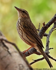 Anthus lineiventris