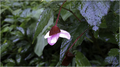 Begonia × buimontana