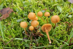 Galerina vittiformis