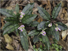 Polygala arcuata