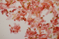 Galerina vittiformis