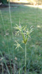 Cyperus malaccensis monophyllus