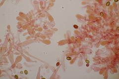 Galerina vittiformis