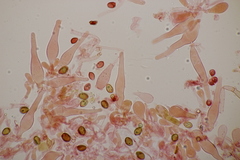 Galerina vittiformis