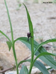 Attelabidae