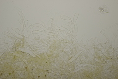 Galerina vittiformis