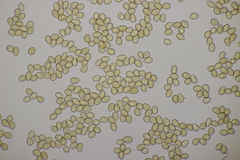 Galerina vittiformis