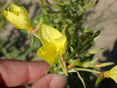 Oenothera rhombipetala