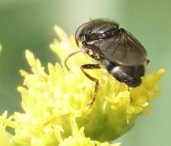 Cheilosia shannoni