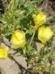 Oenothera rhombipetala