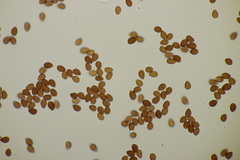 Galerina vittiformis