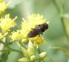 Cheilosia shannoni