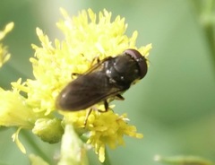 Cheilosia shannoni