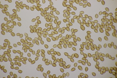 Galerina vittiformis