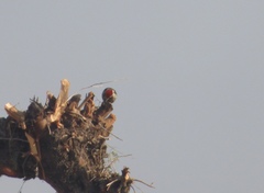 Leiopicus mahrattensis