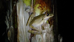 Polypedates leucomystax