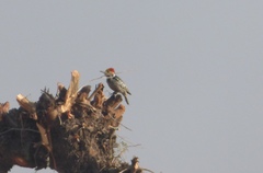 Leiopicus mahrattensis