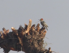 Leiopicus mahrattensis