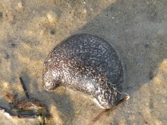 Sclerodactyla briareus