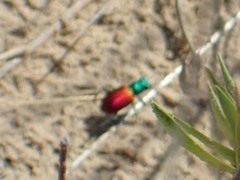 Cicindela scutellaris scutellaris