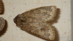Dasypolia templi