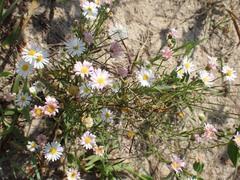 Erigeron bellidiastrum