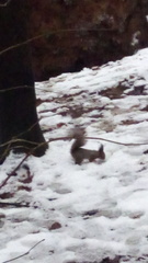 Sciurus vulgaris