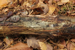 Botryobasidium capitatum