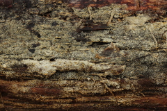 Botryobasidium capitatum