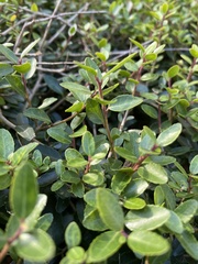 Ilex vomitoria image