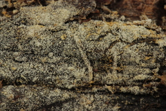 Botryobasidium capitatum