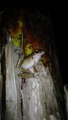 Polypedates leucomystax