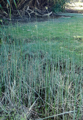 Cyperus malaccensis monophyllus