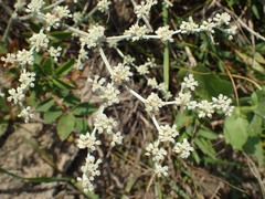Eriogonum annuum