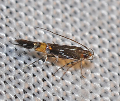 Cosmopterix pulchrimella