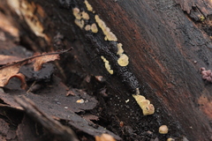 Trichoderma pulvinatum