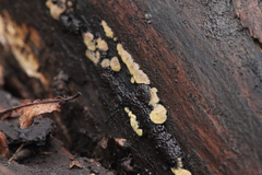 Trichoderma pulvinatum