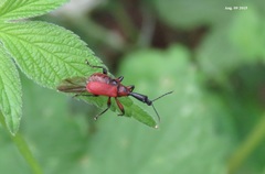 Apoderus jekelii