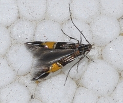 Cosmopterix scribaiella