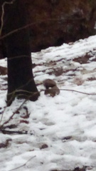 Sciurus vulgaris