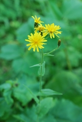 Crepis lyrata