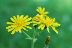 Crepis lyrata