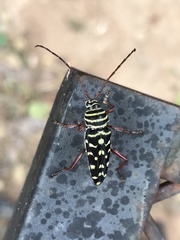 Placosternus difficilis