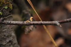 Macrotyphula contorta