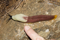 Dendrolimax