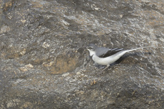 Motacilla clara