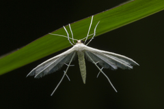 Pterophorus lacteipennis