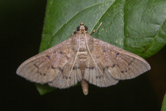 Phostria