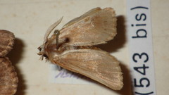 Episema glaucina