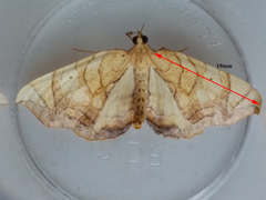 Eulithis gracilineata